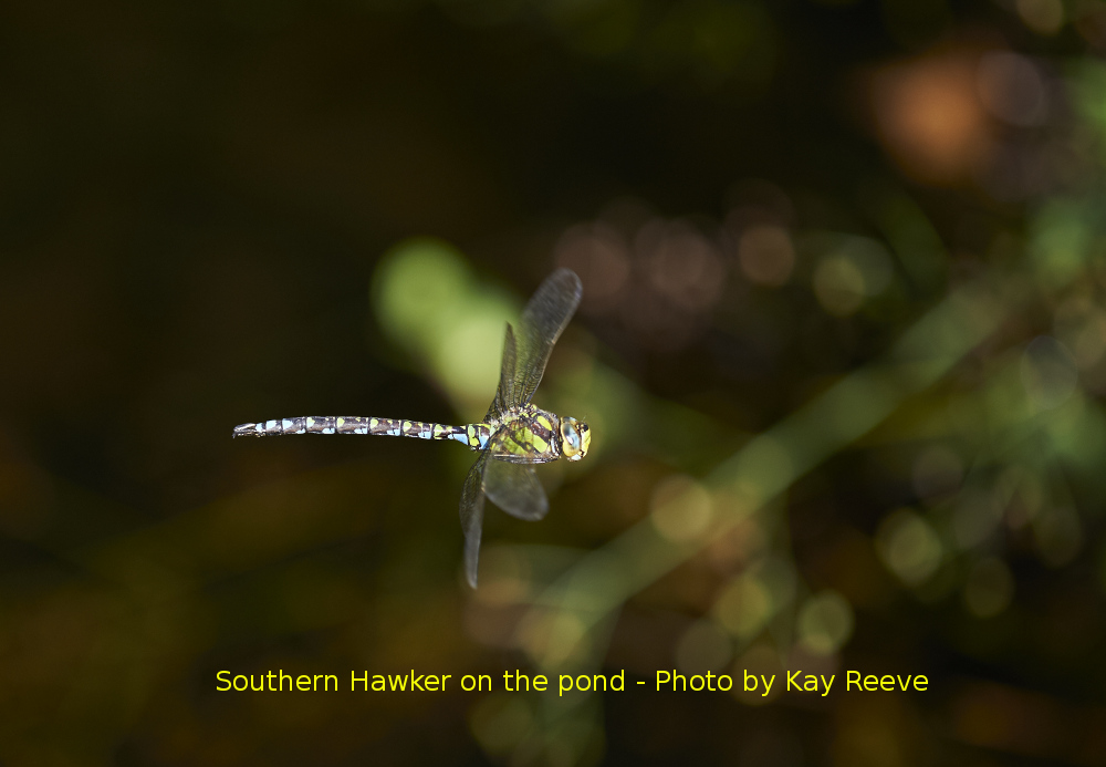 Red veined Darter with ectoparacites